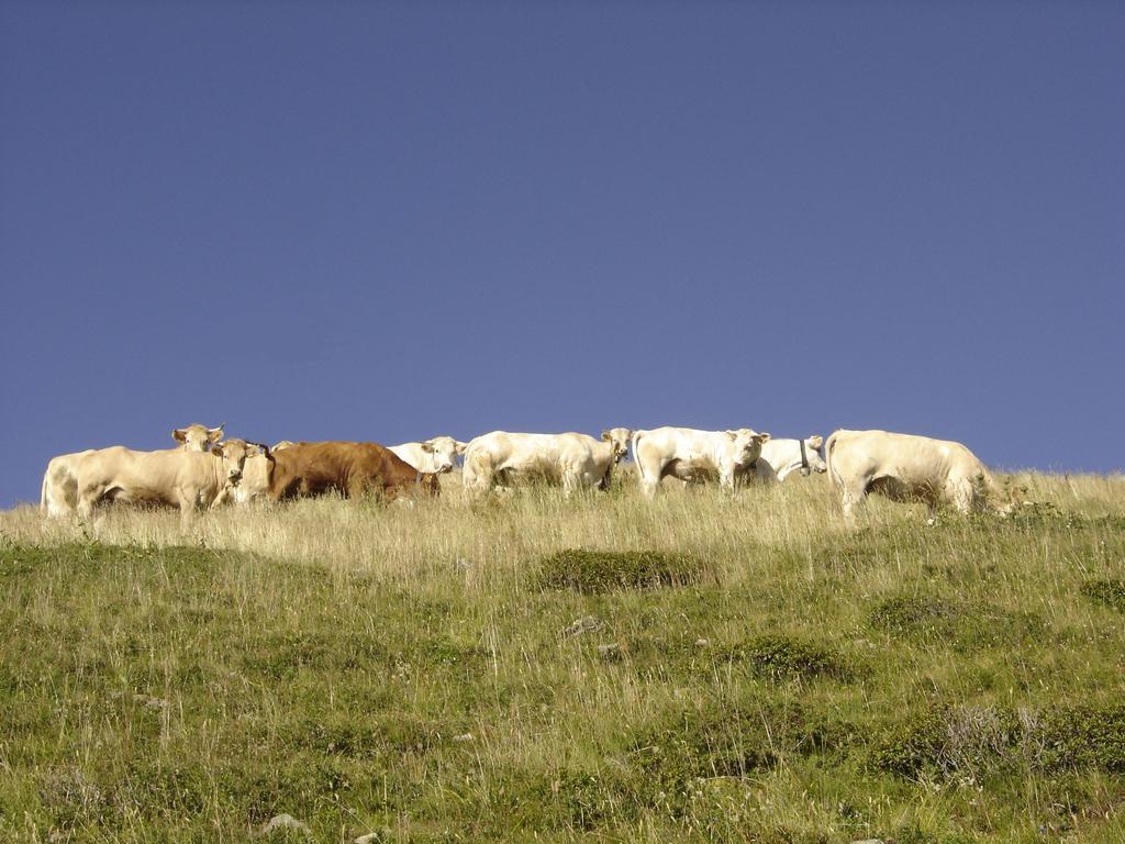 Gite Le Cerf De Belledonne Сент-Аньес Экстерьер фото